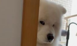 柯基吃瓜干,柯基萌寵大秀吃瓜干風采