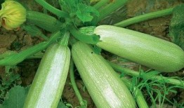 茭瓜單獨(dú)怎么吃