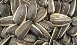 孕期可以吃小瓜,小瓜的營養與食用指南