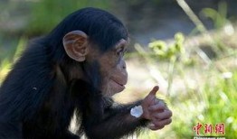 小猩猩吃瓜,小猩猩的夏日瓜果盛宴