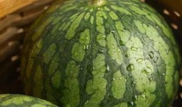 帶皮吃瓜視頻,揭秘網絡短視頻背后的趣味與真相