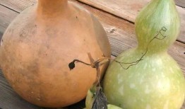 葫蘆瓜能自己吃嗎怎么吃,葫蘆瓜的食用方法與美味佳肴