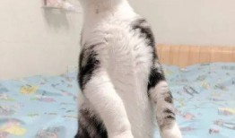 吃瓜貓熱嗎,吃瓜貓如何應對高溫挑戰？