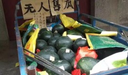 無人直播吃瓜,瓜果飄香，直播新風尚