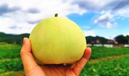 金清吃瓜,揭秘娛樂圈背后的那些事兒