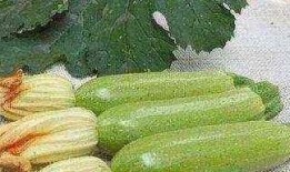 高血壓吃吊瓜,吊瓜食療養生之道