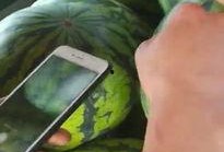 吃瓜視頻偷西瓜,吃瓜視頻里的西瓜誘惑