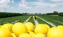 民勤蜜瓜吃瓜群眾,甜蜜誘惑，吃瓜群眾的味蕾盛宴