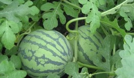 執(zhí)行官吃瓜,一場(chǎng)意外的吃瓜盛宴