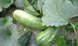 酥瓜怎么吃的,解鎖夏日清新美味