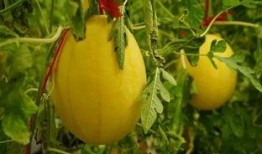 2024在線吃瓜群,揭秘網(wǎng)絡(luò)熱議背后的故事