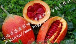 吃瓜天堂網站,網絡熱門事件背后的真相與趣味