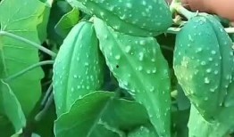 臺(tái)灣和東北吃瓜,兩岸瓜果飄香，共享甜蜜時(shí)光