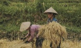 麥田小姐姐吃瓜,揭秘娛樂圈幕后故事