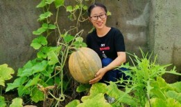 松坪村吃瓜,感受鄉村田園生活