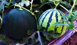 吃瓜的季節又來了,跟隨季節的腳步，暢享清涼美味