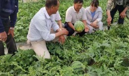 吃瓜的欣欣,欣欣帶你揭秘娛樂圈風(fēng)云