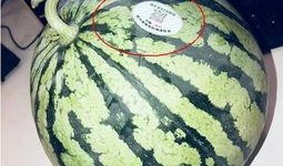 哪個網紅吃瓜,一場娛樂圈的狂歡盛宴