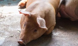 瓜牛怎么吃,輕松掌握美味瓜牛的烹飪技巧