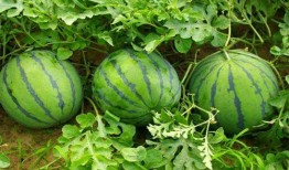 軟瓜怎么吃,解鎖夏日清新美味