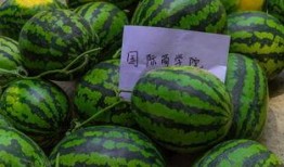 吃瓜怎么操作,輕松掌握吃瓜技巧，暢享夏日清涼