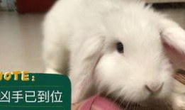 兔子吃福壽瓜嗎,探尋兔子飲食習(xí)慣之謎