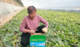 彌河銀瓜適合什么人吃,營養(yǎng)美味，適合全家老少共享的佳品