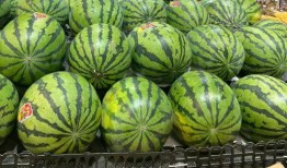 東莞到深圳吃瓜,探尋兩地瓜果飄香的風味之旅