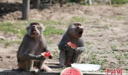 動物看人類吃瓜,動物眼中的“吃瓜群眾”