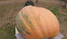 吃瓜吃吐了是什么意思,揭秘“吃瓜吃吐了”的深層含義