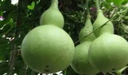 只吃葫蘆瓜可以吃的嗎,揭秘葫蘆瓜的營養與食用價值