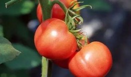 吃番茄可以吃茄瓜嗎,同源美味，能否共享餐桌？