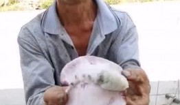 深圳吃瓜大叔,揭秘城市生活百態(tài)的趣味觀察者