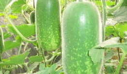 谷雨木木吃大瓜,揭秘吃大瓜的歡樂時(shí)光