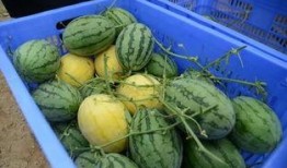 2024在線吃瓜群,揭秘網(wǎng)絡(luò)熱議背后的故事