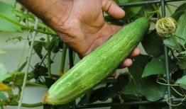 夢到好多人來我家吃瓜,我家成了瓜果盛宴聚集地